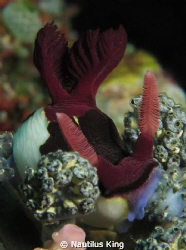 Nudibranch feeding. by Nautilus King 